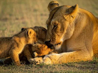 Illustration mamma - Image 1