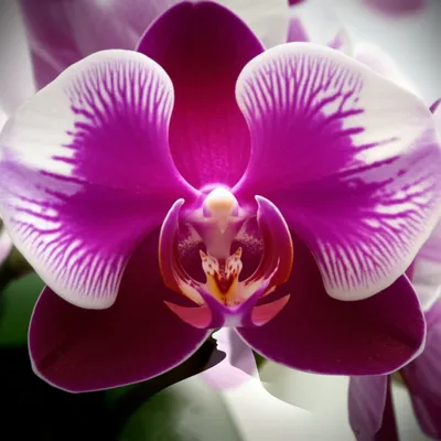 Illustration mentum - Image 1