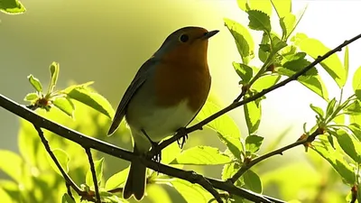 Illustration perches - Image 1