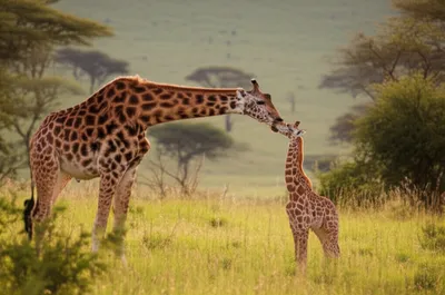 Illustration parent - Image 1