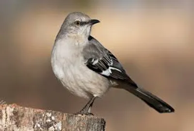 Illustration mockingbird - Image 2