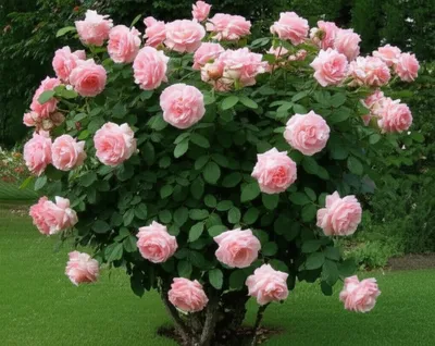 Illustration grandiflora