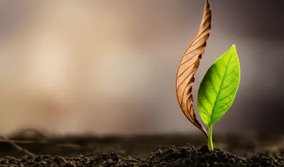 Illustration newborn - Image 1