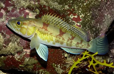 Illustration starlings - Image 1