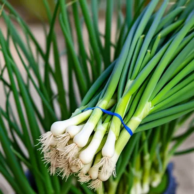 Illustration scallions - Image 1