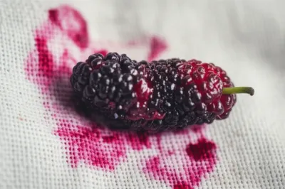 Illustration murrey - Image 1