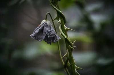 Illustration envied - Image 1