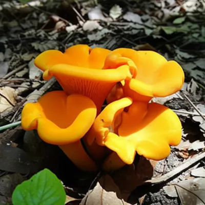 Illustration chanterelles