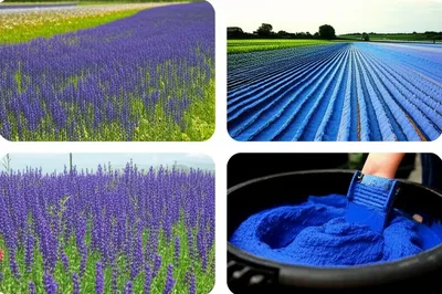 Illustration woad - Image 1