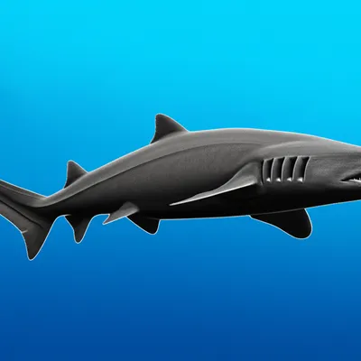 shark