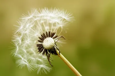 Illustration detaches