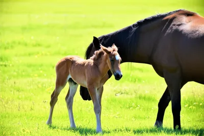 Illustration falls - Image 1