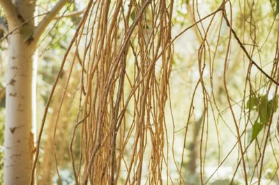 Illustration willow - Image 1