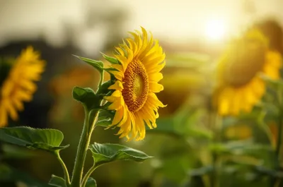 Illustration kinesis