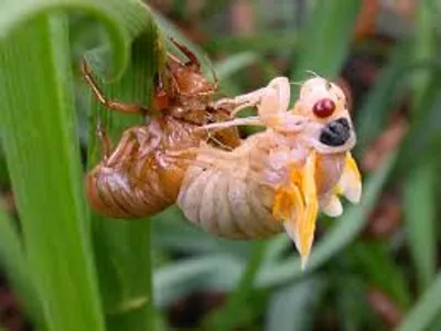 Illustration molt - Image 2