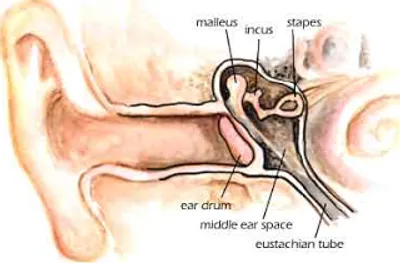 Illustration anvil - Image 2