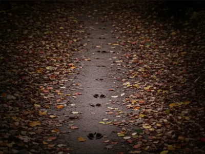 Hình ảnh minh họa fusee - Ảnh 1