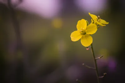 Illustration primrose - Image 1