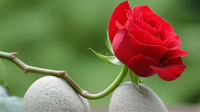 Illustration nipped - Image 1