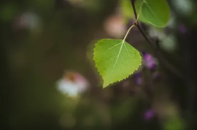 Illustration tremulous