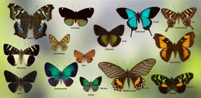 Illustration emperor - Image 1