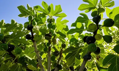 Illustration sexuality - Image 1