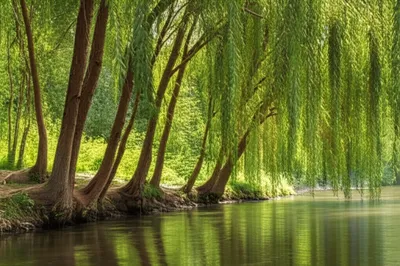 Illustration willows - Image 1