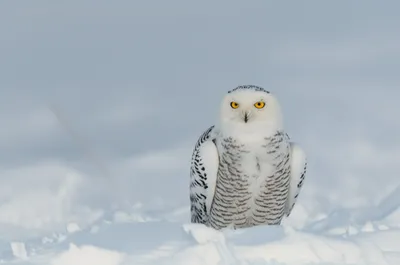 Illustration snowy - Image 1