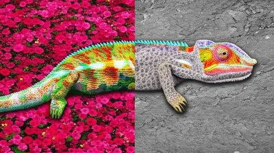 Illustration appears - Image 1