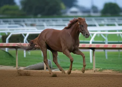 Illustration racer - Image 1