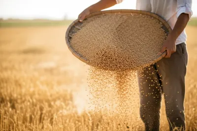 Illustration winnow - Image 1