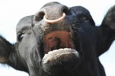 Illustration bellow - Image 2