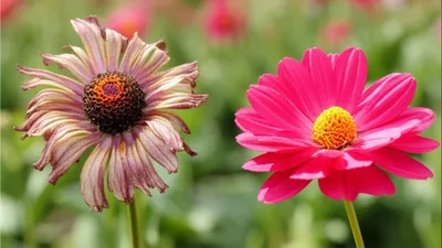 Illustration older - Image 1