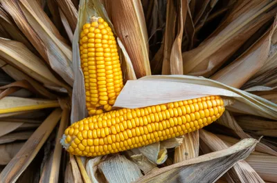 Illustration husks - Image 1