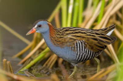 Illustration crake - Image 1