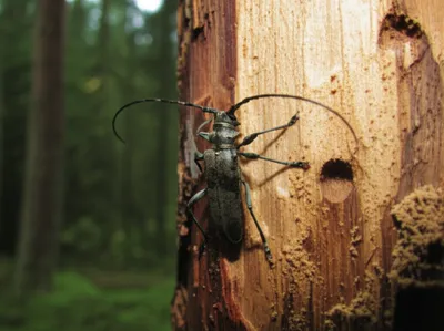 Illustration sawyer - Image 1