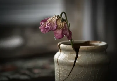 Illustration ills - Image 1