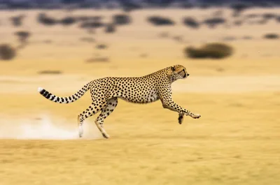 Illustration trounce - Image 1