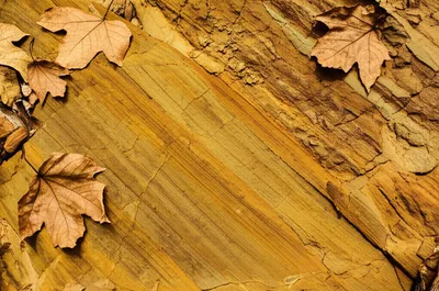 Illustration ochre - Image 1