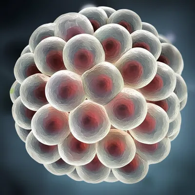 Illustration morulae - Image 1