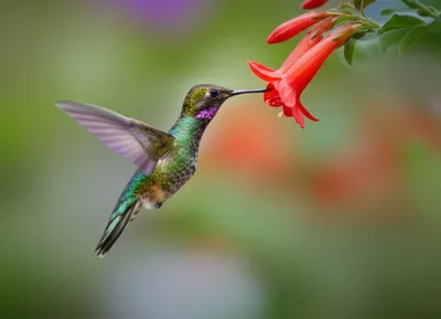 Illustration zooms - Image 1