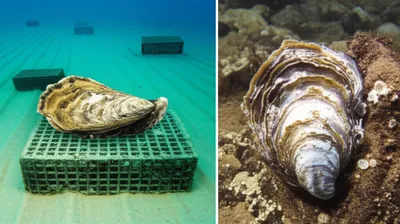 Illustration plant - Image 1