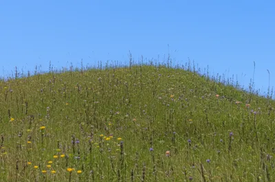 Illustration rise - Image 1