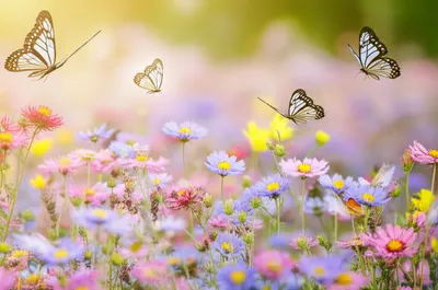 Illustration p - Image 1