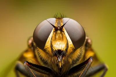 Illustration callus - Image 1