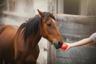 Illustration meek - Image 1