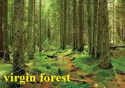 Illustration virgin - Image 2