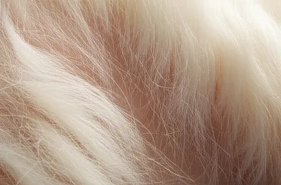 Illustration fleece - Image 1