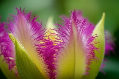 Illustration fimbriated - Image 1