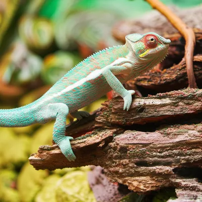 Illustration conformed - Image 1